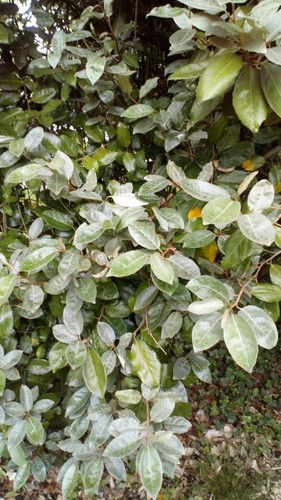 Feuilles eleagnus - 20,