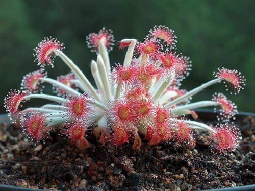 Drosera ordensis 10 - drosera,