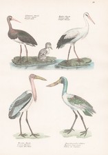 Jabiru Marabu Héron Oiseaux