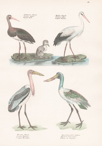 Jabiru marabu héron - jabiru,