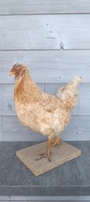Poule naturalisée