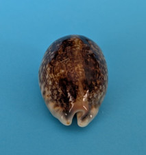 Cypraea eglantina niger 47,5