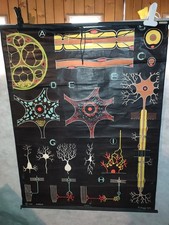 CARTE SCOLAIRE DR AUZOUX  - TISSU NERVEUX  - P SOUGY 1947 - 100X130 CM