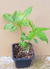 Zanthoxylum piperitum (semis)