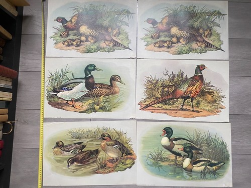 Lithographies canards et - canards,