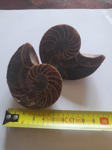 Ammonite fossile paire - paire, de