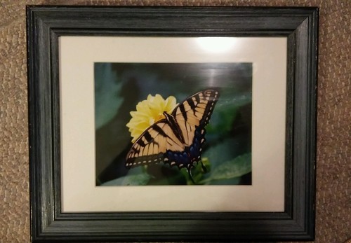 Framed butterfly photograph - framed,