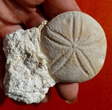 OURSIN FOSSILE ÉOCÈNE DE