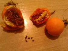 Passiflora Caerulea 25 graines