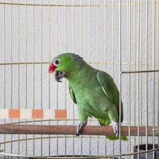  Lot de 4 perchoirs pour cage à oiseaux : support pour perroquet, plateforme