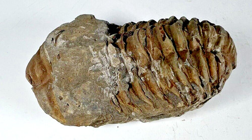 Authentic fossilized trilobite - fossilized,