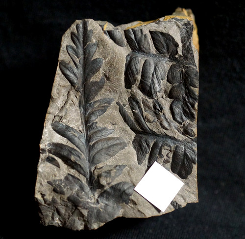 Beau plante fossilie - plante,