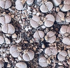 Lithops amicorum C410 (75 km