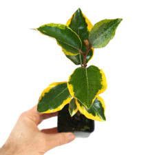 Eleagnus ebbingei variegated - ebbingei,