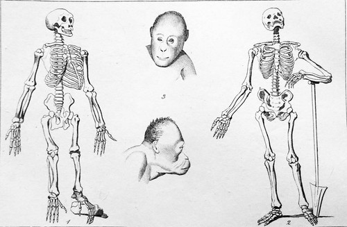 Squelette chimpanzé - squelette, &