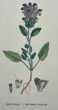 BRUNELLE GRANDE FLEURS Plante GRAVURE Botanique XIX°