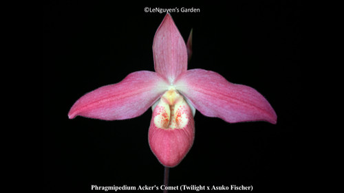 Phragmipedium acker comet - acker's,