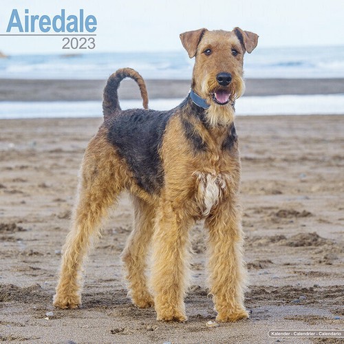 Calendrier 2023 airedale - -,