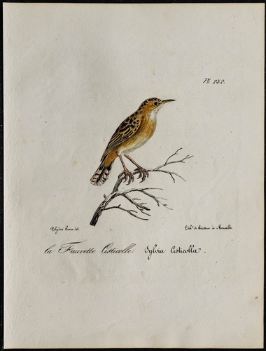 1830 cisticole des joncs - 1830,