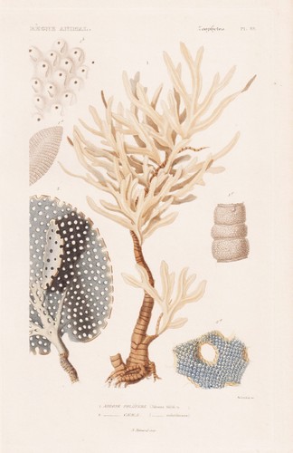 Adeona foliifera corail coraux - adeona,