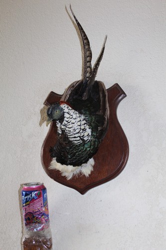 Lady amherst pheasant rooster - lady,