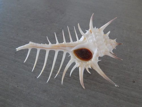 Coquillage new muricidae - coquillage,
