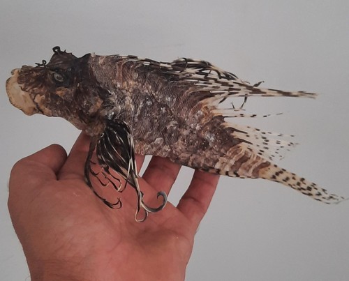 Curiosité taxidermie - ,,