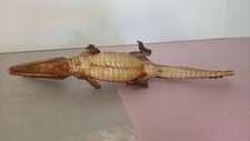 Petit crocodile naturalisé 