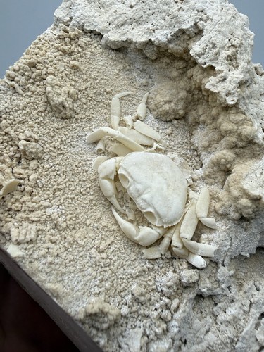 Crabe fossile potamon - crabe,