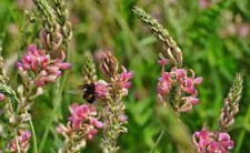 Graines de Sainfoin