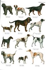 Document ancien chiens de chasse recto-verso issu du livre de 1953