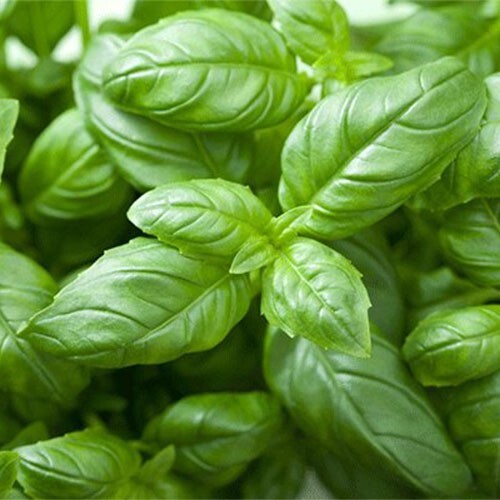 250 graines basilic - graines,