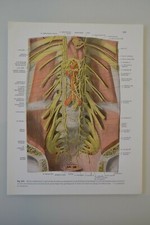 PLANCHE D'ANATOMIE HUMAINE