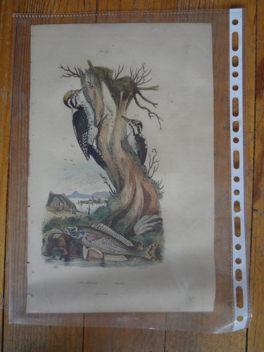 Ancienne gravure oiseau pic - ancienne, &