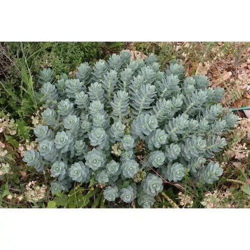 Lot plants vivace - 3, orpin