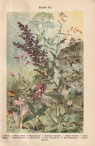 Fleurs sauvages colchique - fleurs,