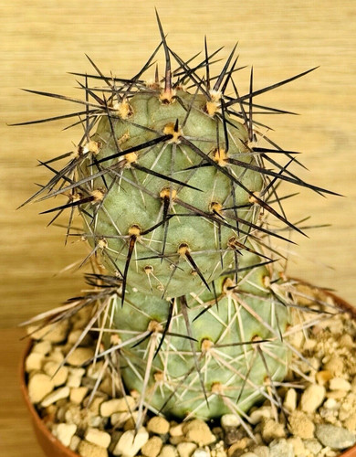 Tephrocactus alexanderi pot - tephrocactus,