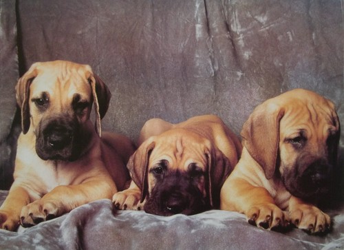 Puppies poster cute hound - puppies, poster:3