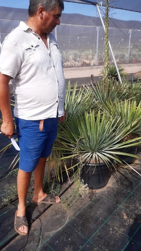 Tres rare yucca - tres,
