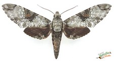Manduca Florestan Sphinx Hawk Moth Ensemble X1 A- Entomologie Insecte.