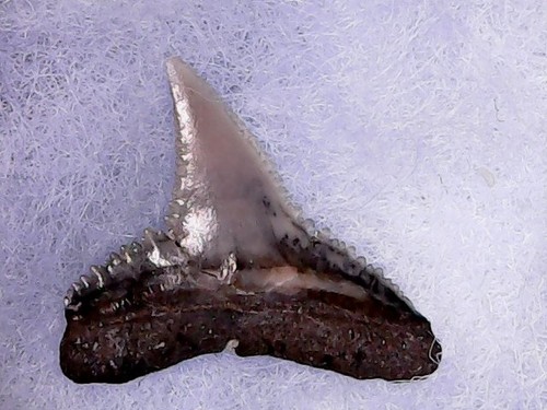 Shark tooth carcharhinus - -,