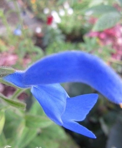 Sauge pratensis bleu - ♫,