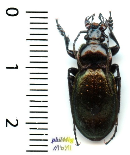 Carabidae - ,