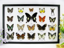 20 vrais papillons préparés comme murale - vitrine - entomologie - taxidermie 42