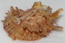 Coquillage de collection –