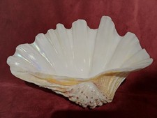 COQUILLAGE BENITIER 22.5 cm
