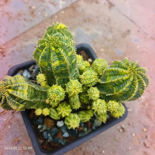 Rare cacti euphorbia obesa - rare,