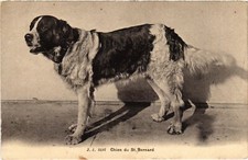 CPA AK St. Bernard DOGS