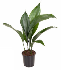 Plante intérieur ombre - plante,