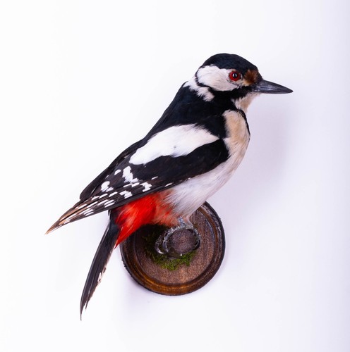 Taxidermy syrian woodpecker - taxidermy,